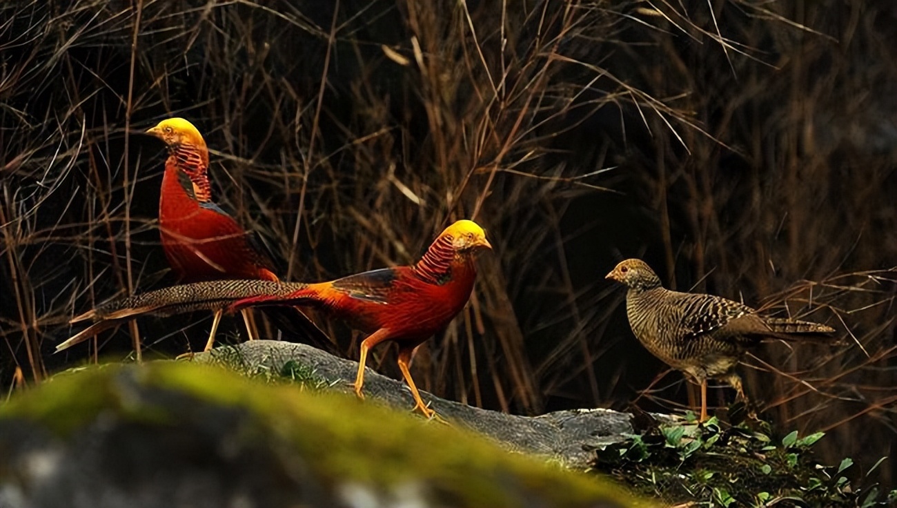 养凤凰的大爷后续,大爷养凤凰4年是真的吗