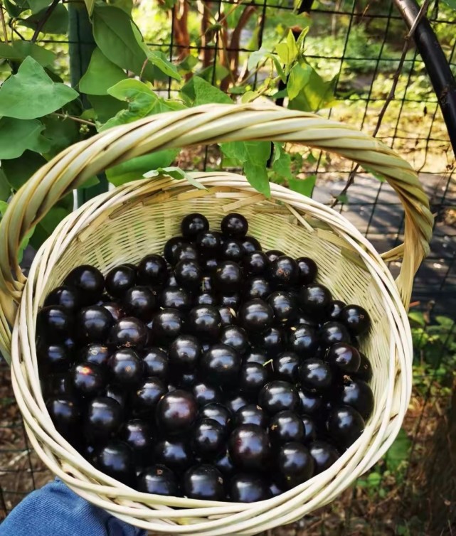 四月生长的水果有哪些,4月开花的水果