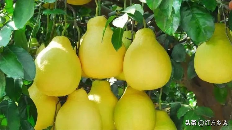 吃几个水果就能补充维生素c了吗,补充维生素c吃哪种水果更有效