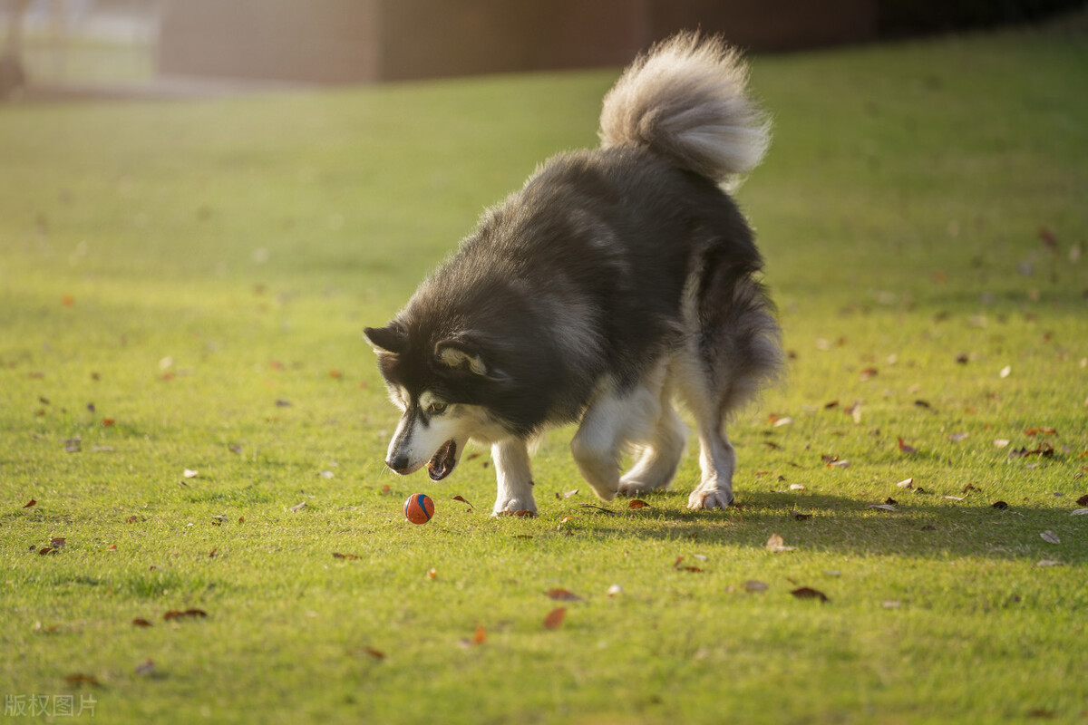狗狗得了癫痫怎么在家及时治疗,狗狗癫痫吃什么药可以治疗