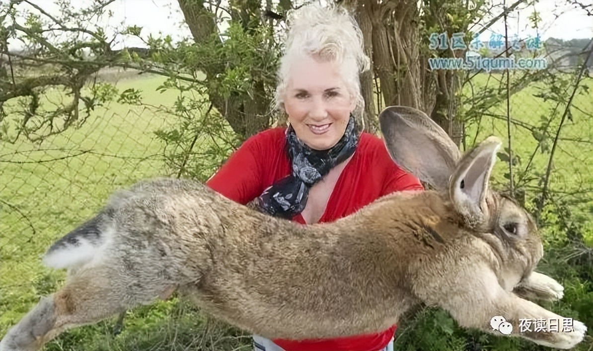 兔年的兔子是怎么样的,兔年兔子特点