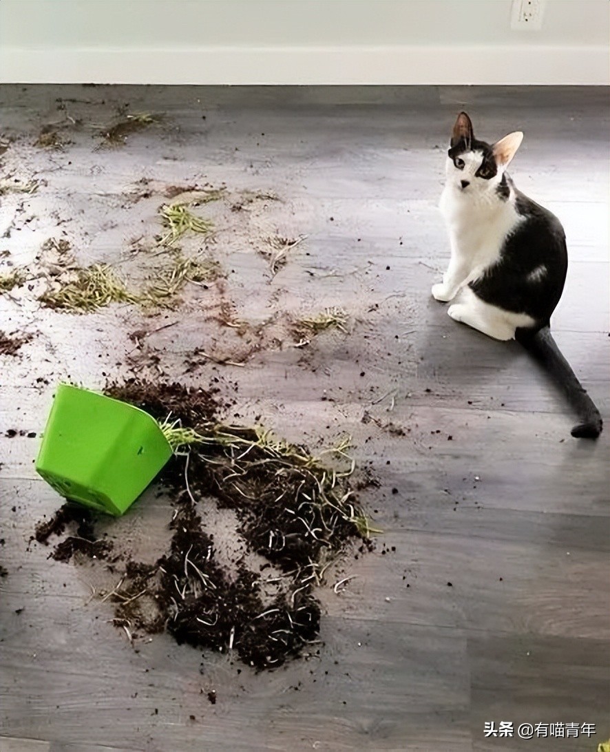 流泪猫猫头原图,最近猫猫头为什么这么火