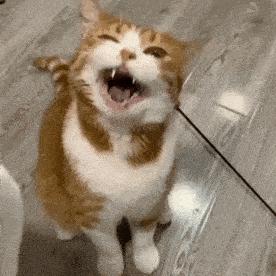 猫咪食欲不振呕吐流眼泪总睡觉,猫咪口臭流口水精神萎靡不吃不喝