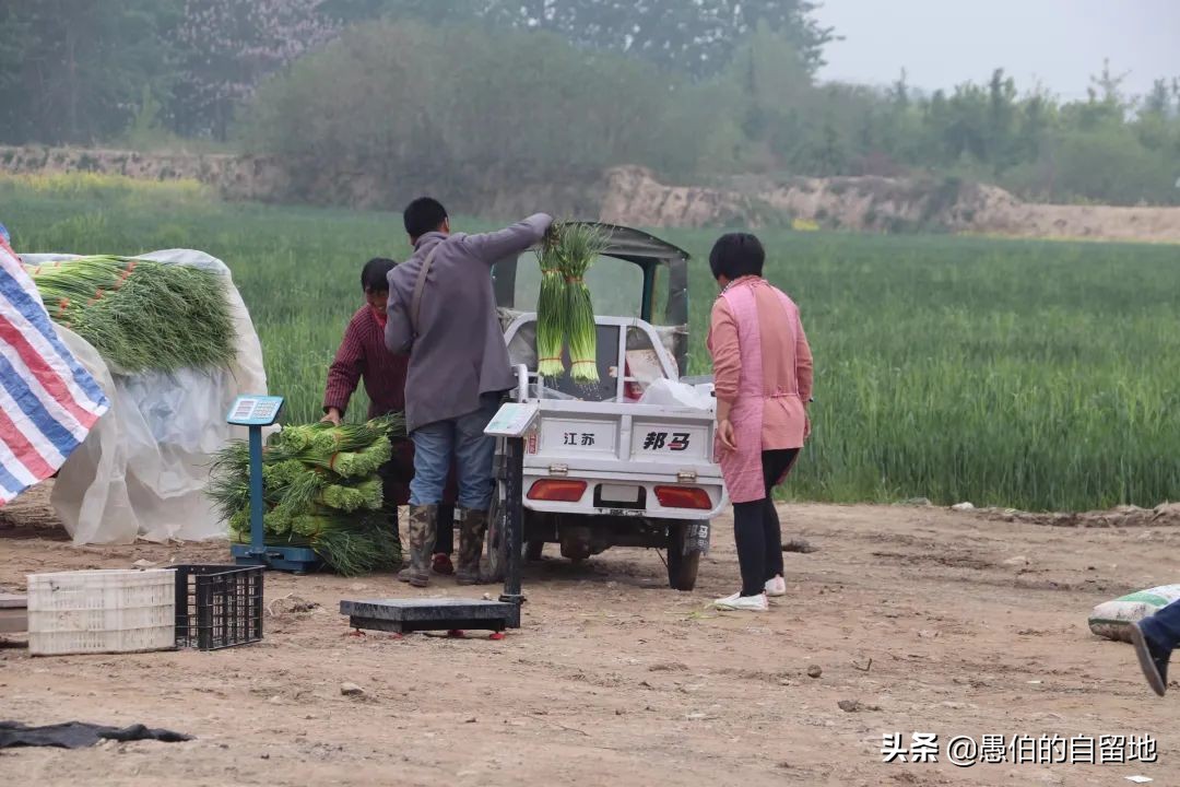 五一快到了农村拔蒜苔,五一劳动节收蒜苔