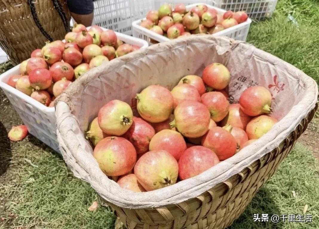 突尼斯软籽石榴超级好吃,突尼斯软籽石榴不用吐籽就能吃