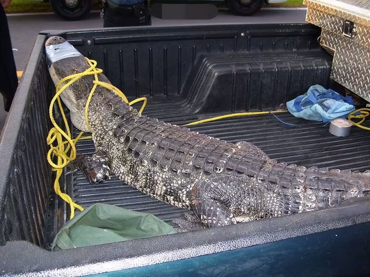 爱马仕鳄鱼皮手工包,爱马仕喜马拉雅鳄鱼皮包制作