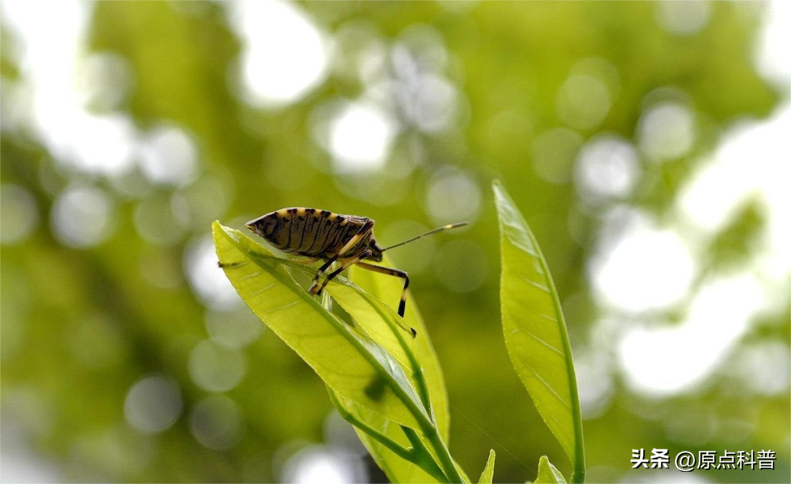 盘点农村小时候常玩的十个昆虫,盘点童年玩过的十种昆虫