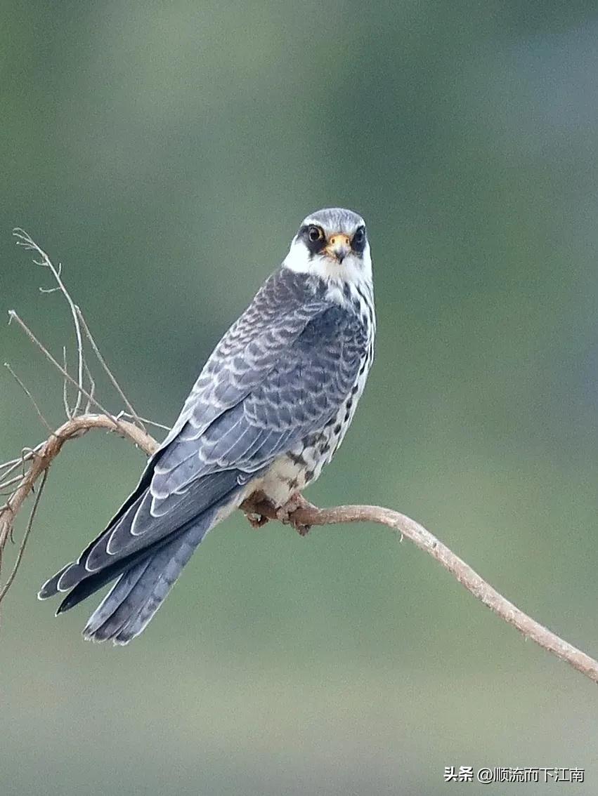 红脚隼叫声,红脚隼