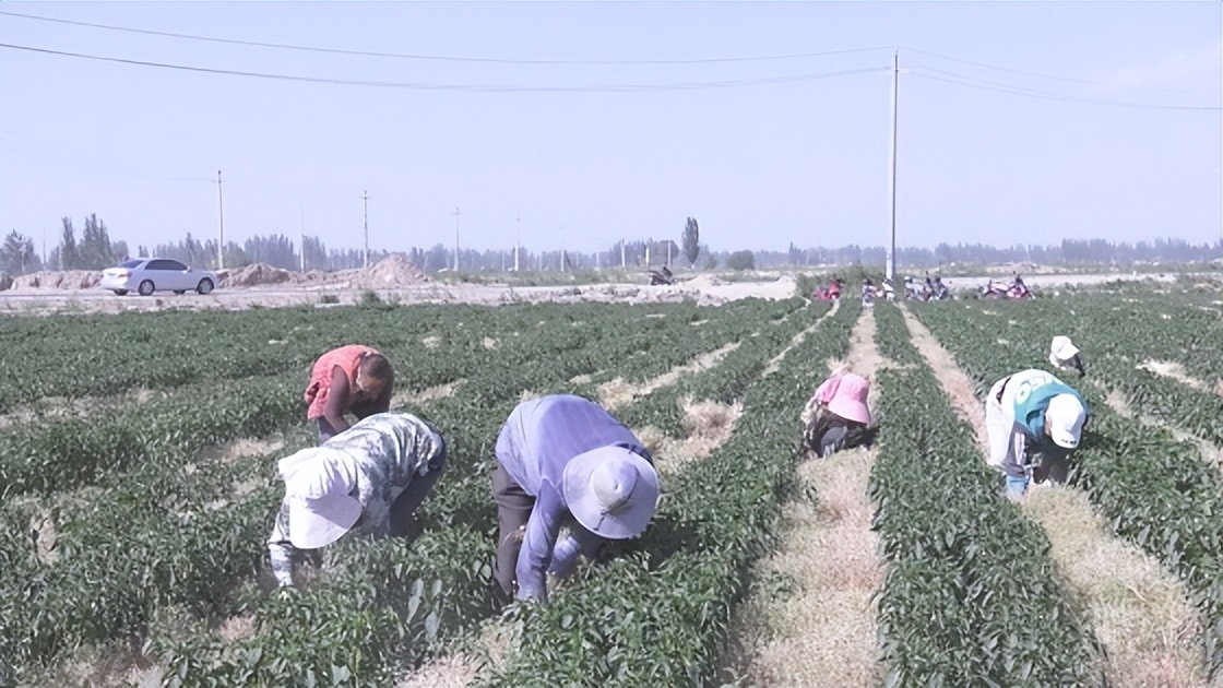 小茴香每亩投资多少钱,种植小茴香致富