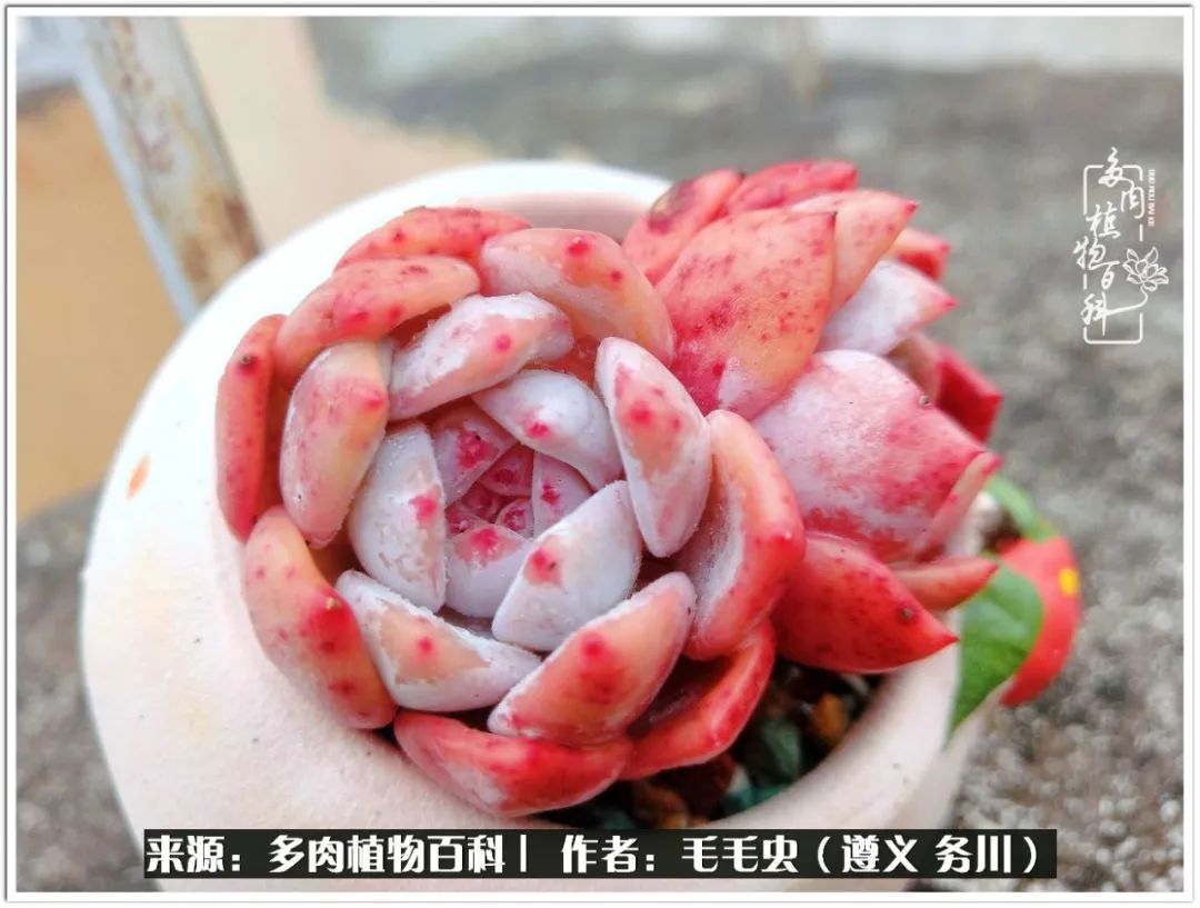 多肉可抵岁月,多肉之花语