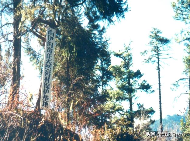 送你一朵大红花,给你一朵大红花音乐