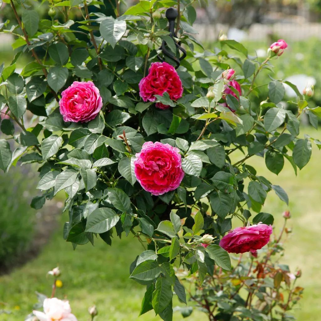 比较鲜又好养的月季品种,最值得养的大花浓香月季品种