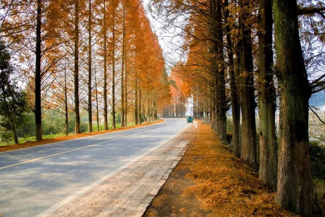 休宁的深秋美如开挂,短途旅行安徽旅游攻略大全