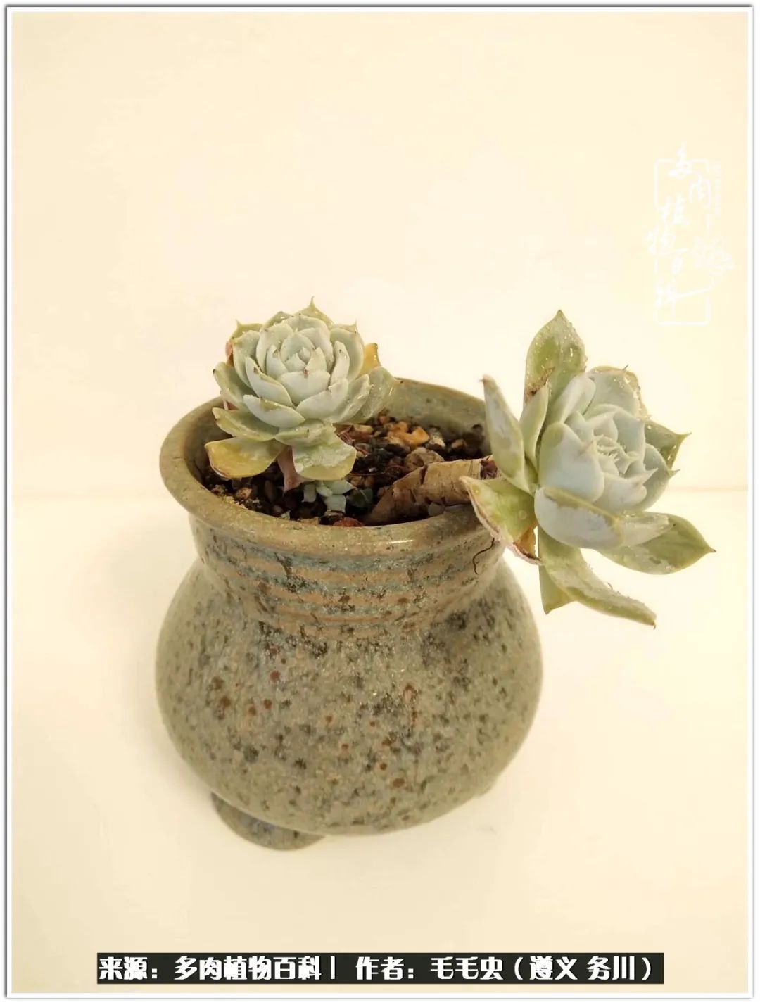 多肉可抵岁月,多肉之花语