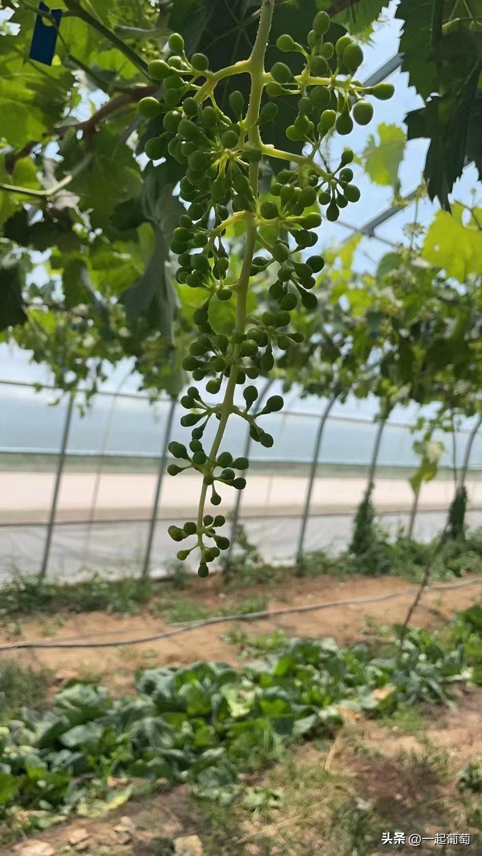 隔壁老王种葡萄的抖音,隔壁老王种植技术视频