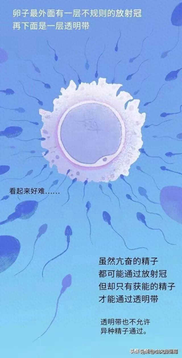 精子进入女性体内的24小时，都经历了什么？漫画