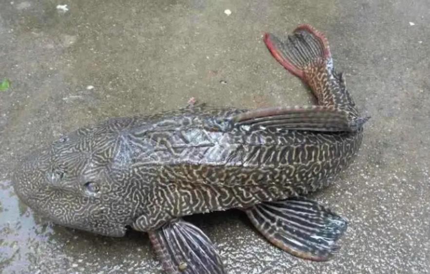 印度恒河用网抓清道夫,清道夫恒河印度