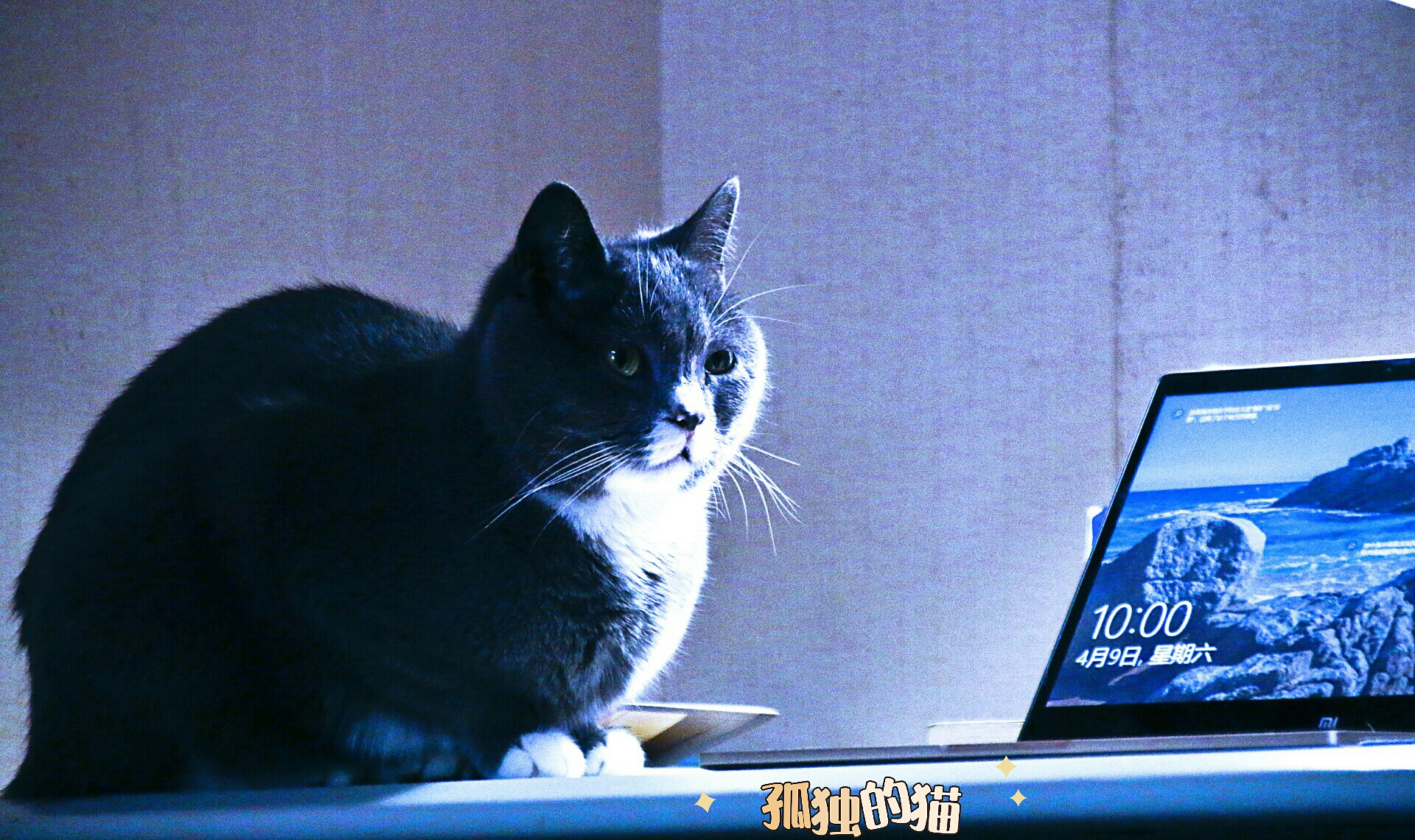 养猫记全集播放,恋猫记2