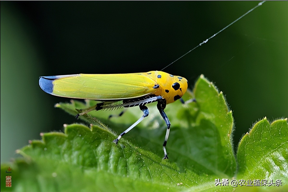昆虫和害虫种类,昆虫和害虫的分类