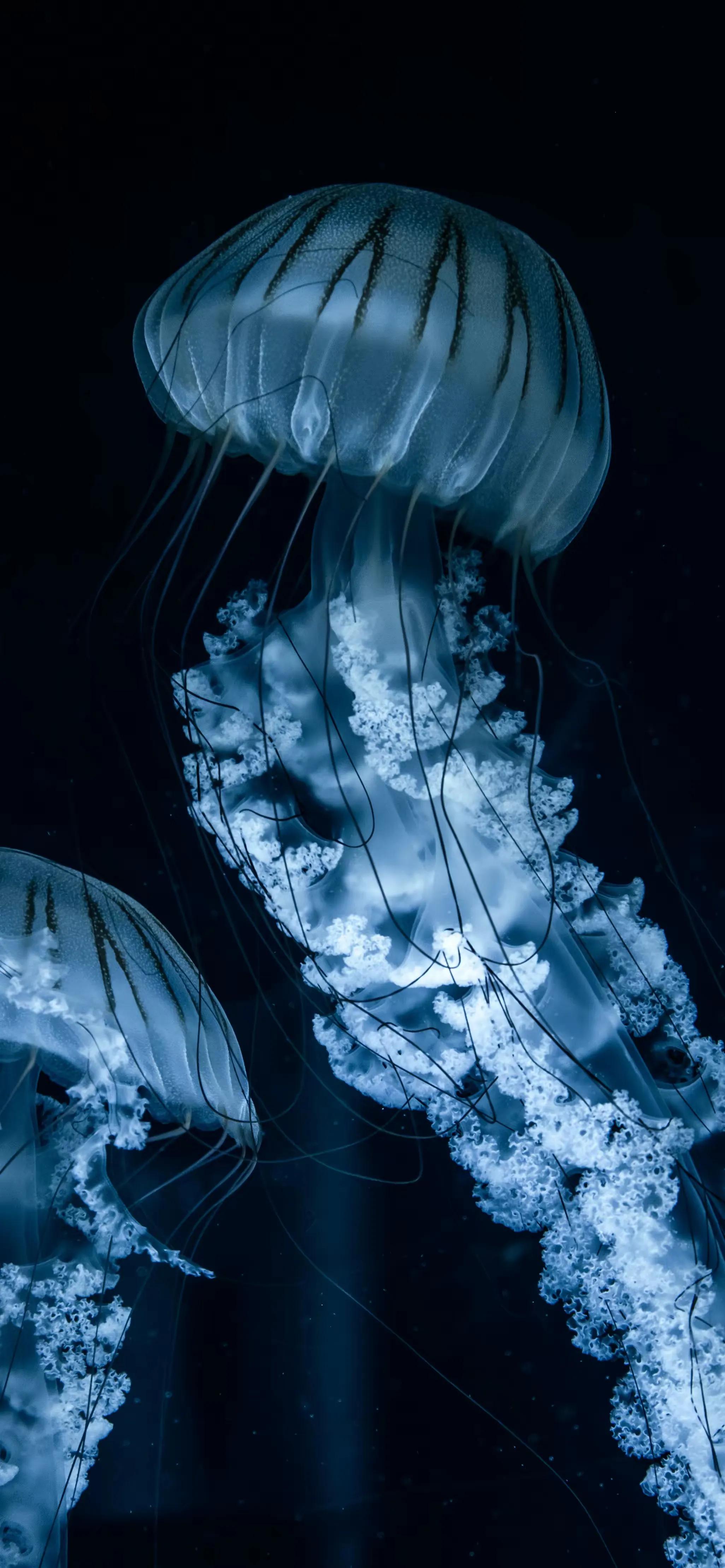 高清全面屏手机壁纸,米奇壁纸高清全面屏