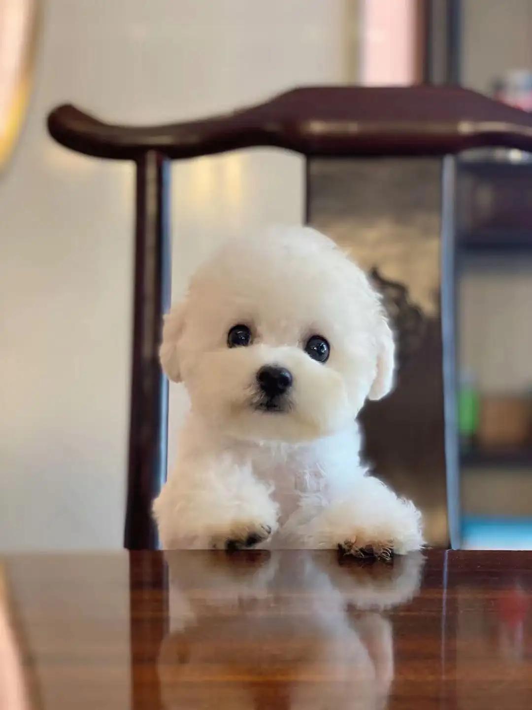 比熊10大缺点,比熊犬缺点视频