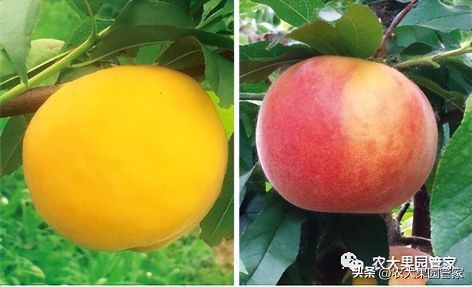 优质果树苗木品种介绍,最好的新品种苹果苗木