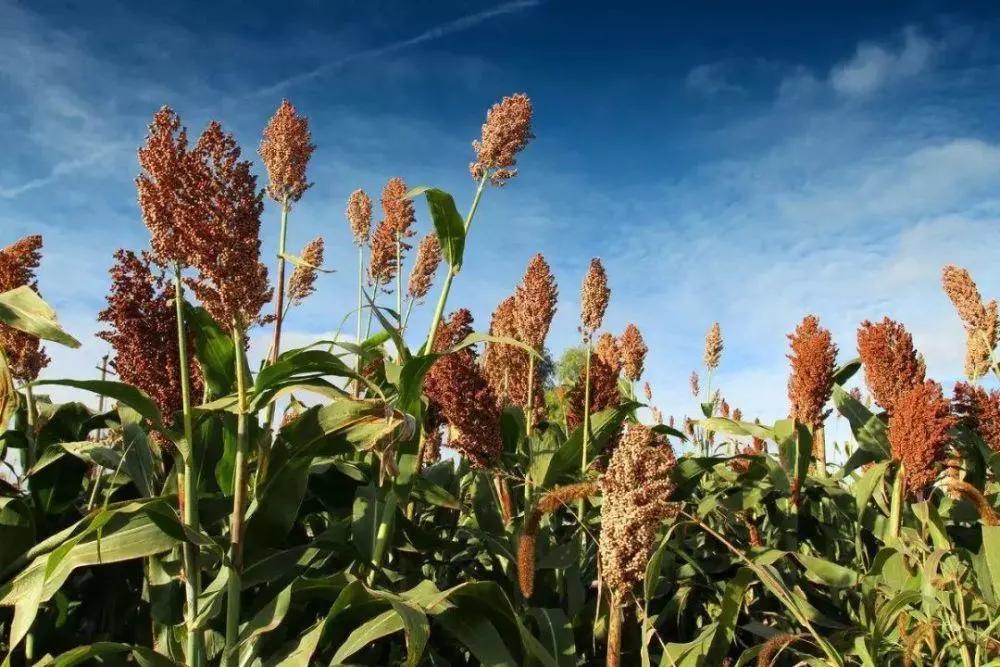 英国天后阿黛尔,英国天后