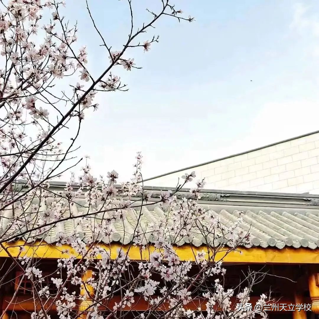 兰州天立根基小学,兰州天立根基小学秋游