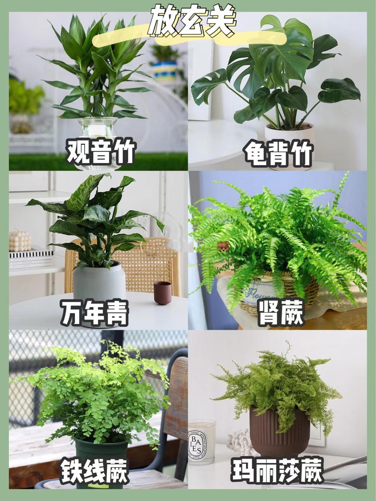 发现深圳一女孩，家里被鲜花和绿植包围，温柔又浪漫，太治愈