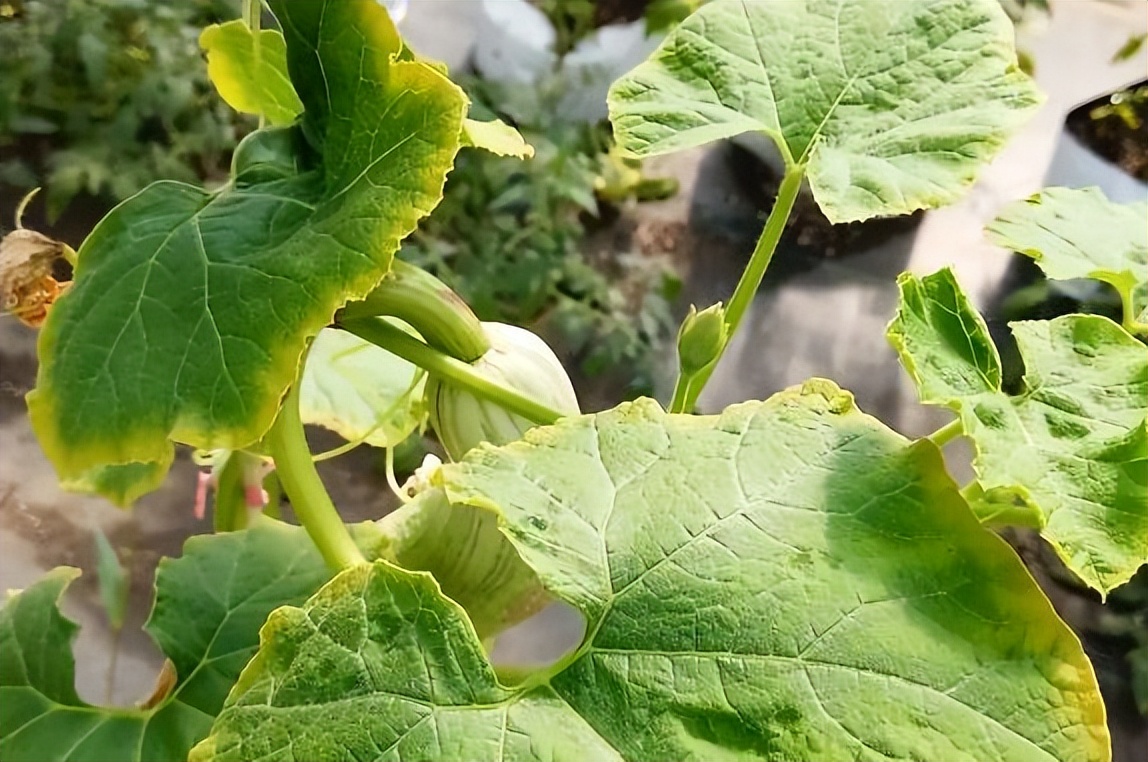 黄瓜叶片“镶金边”？可不是好事！多是7个病因，3个技巧产量高