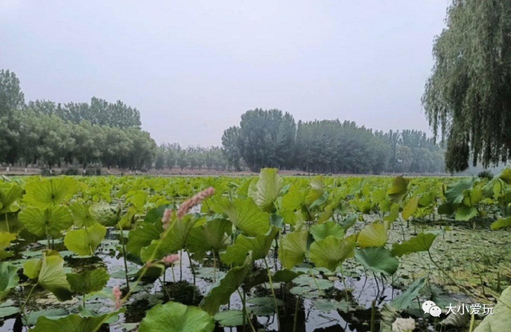 滨河公园带娃玩水,推荐一个好地方滨河公园