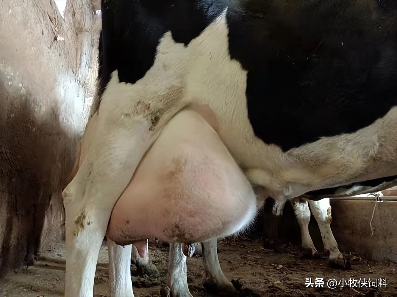 牛乳房炎用什么药效果最好?牛乳腺炎怎么治好得快?赶快收藏!