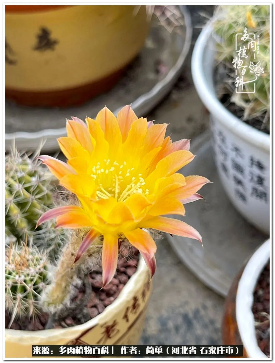 自从养了多肉以后视频,养多肉治愈生活中的疲惫和琐碎