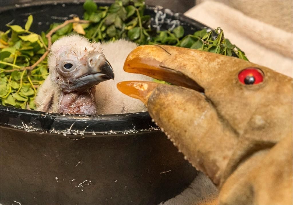 一张图看懂神奇动物,这些罕见的神奇动物到底有多可怕