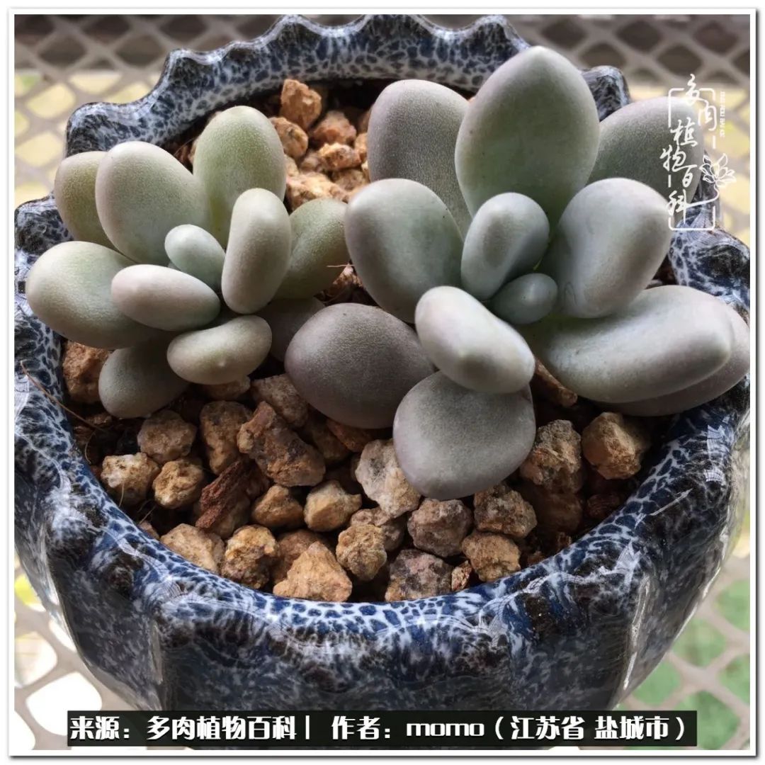 露养一个月的多肉图片,露养多肉春天外面过夜么