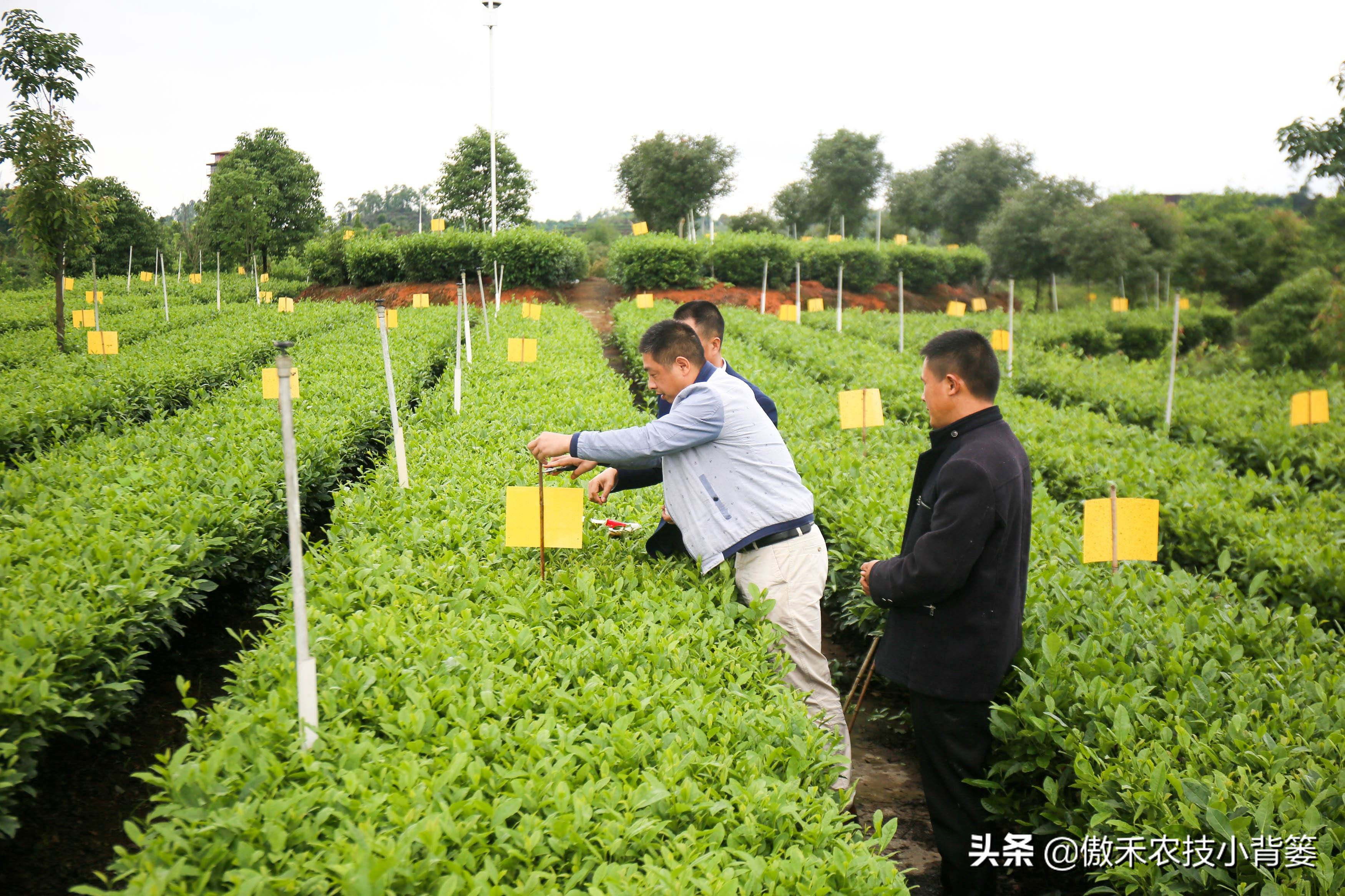 预防瓜果被虫咬的方法,瓜果有虫用什么药物
