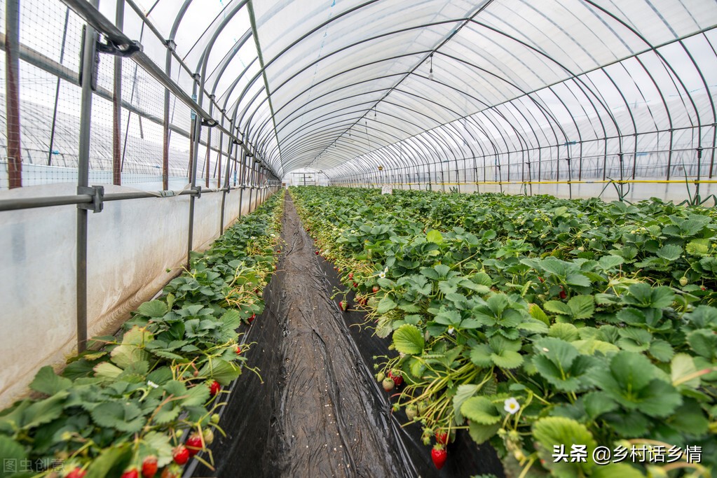 三农种植哪些蔬菜最赚钱,种植收益最高的蔬菜