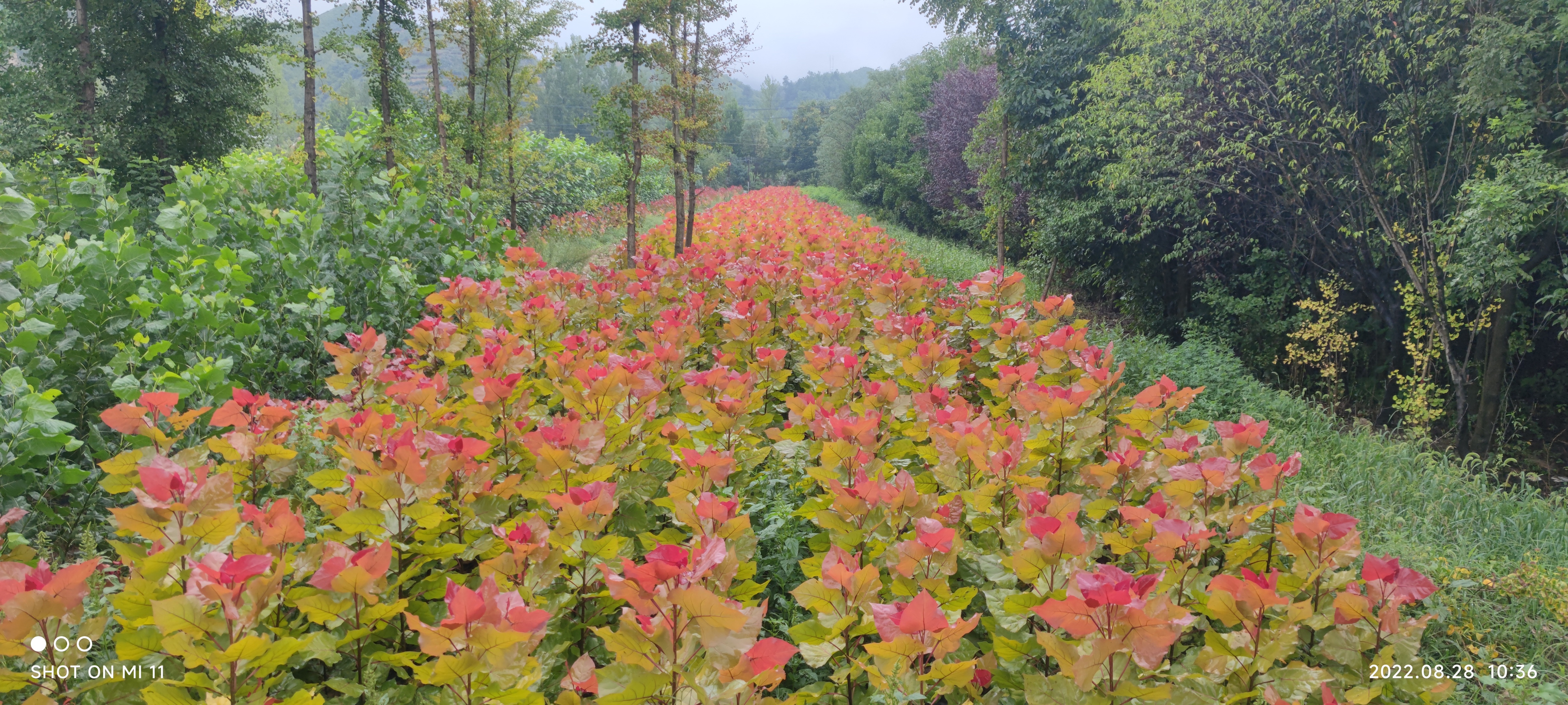 东方彩韵,东方彩韵10公分图片