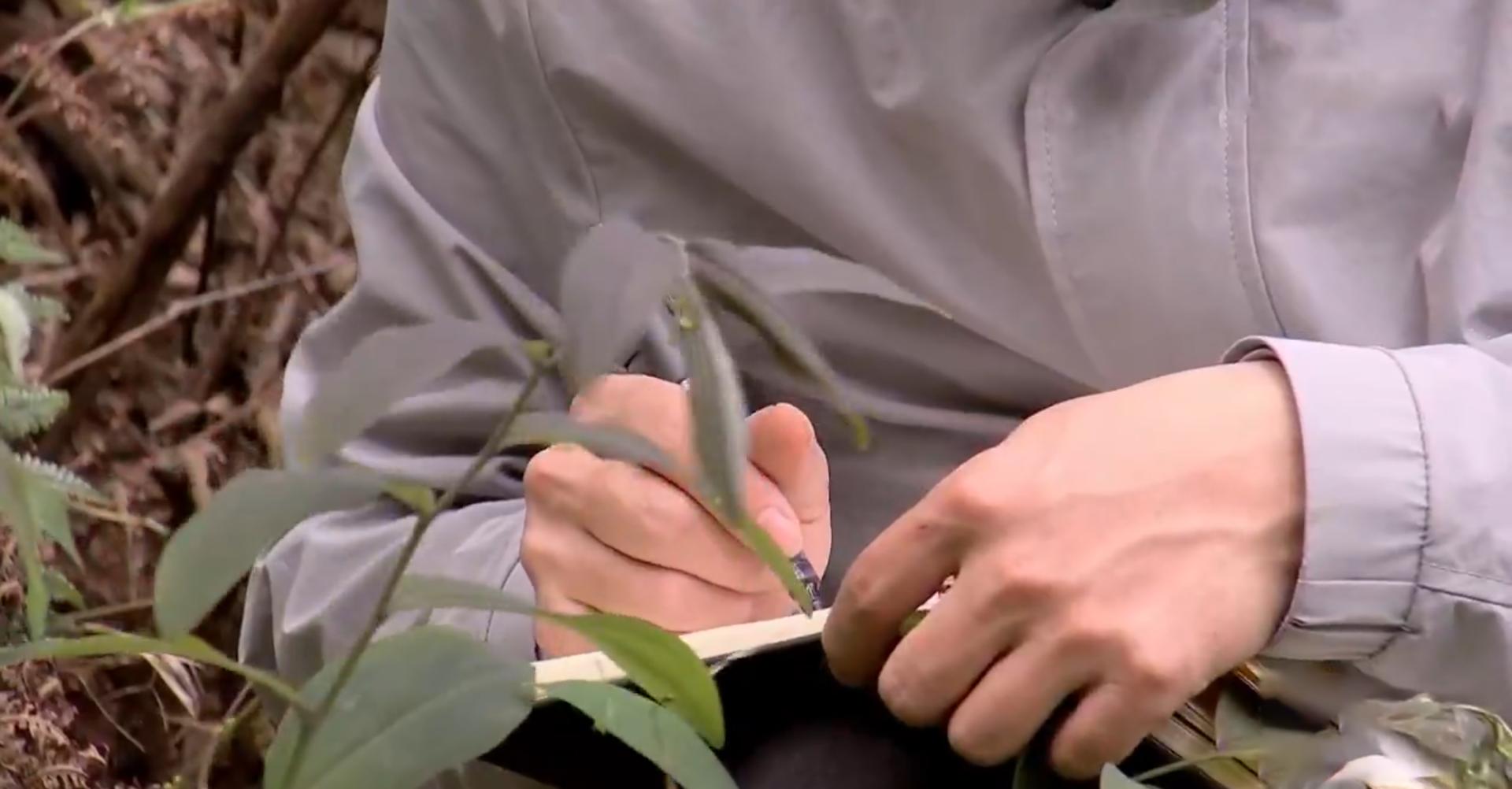 买这种野草一年赚200万 (一年赚200万的野草)