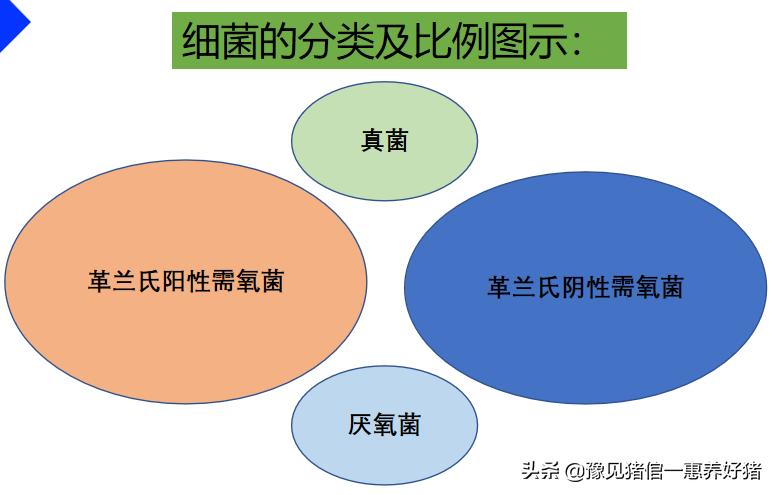 兽医微生物图谱,兽医药理基础知识