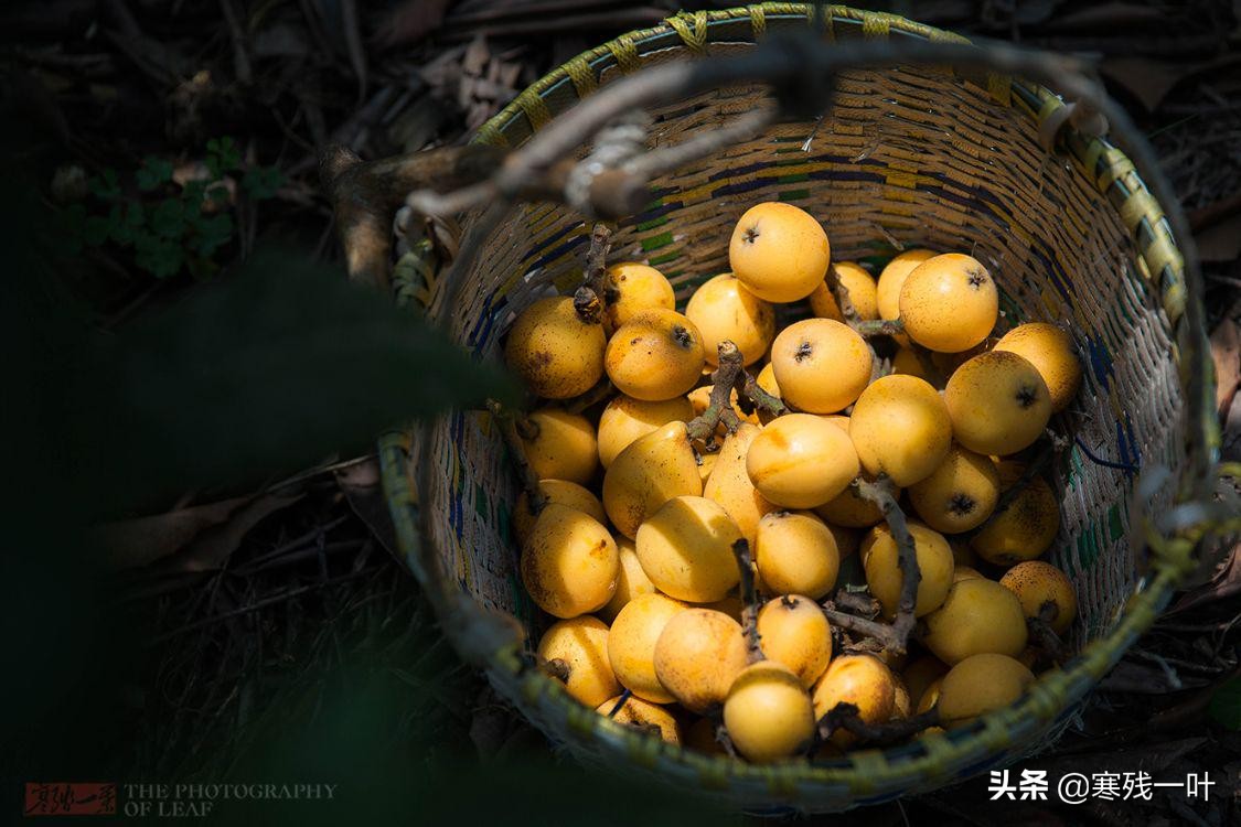 枇杷今年大丰收,中国枇杷之乡苏州东山