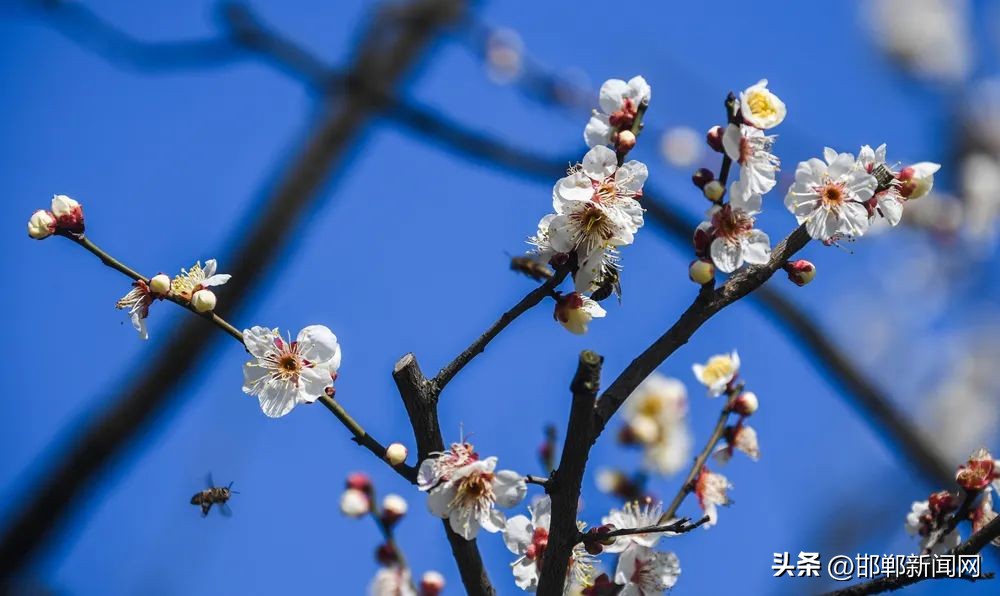 邯郸警方发布最新通告视频,河北邯郸公安发布紧急通告