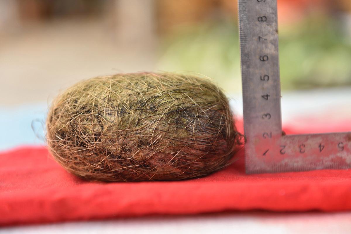 一农民杀猪时意外收获猪宝,农民杀猪得猪宝事件