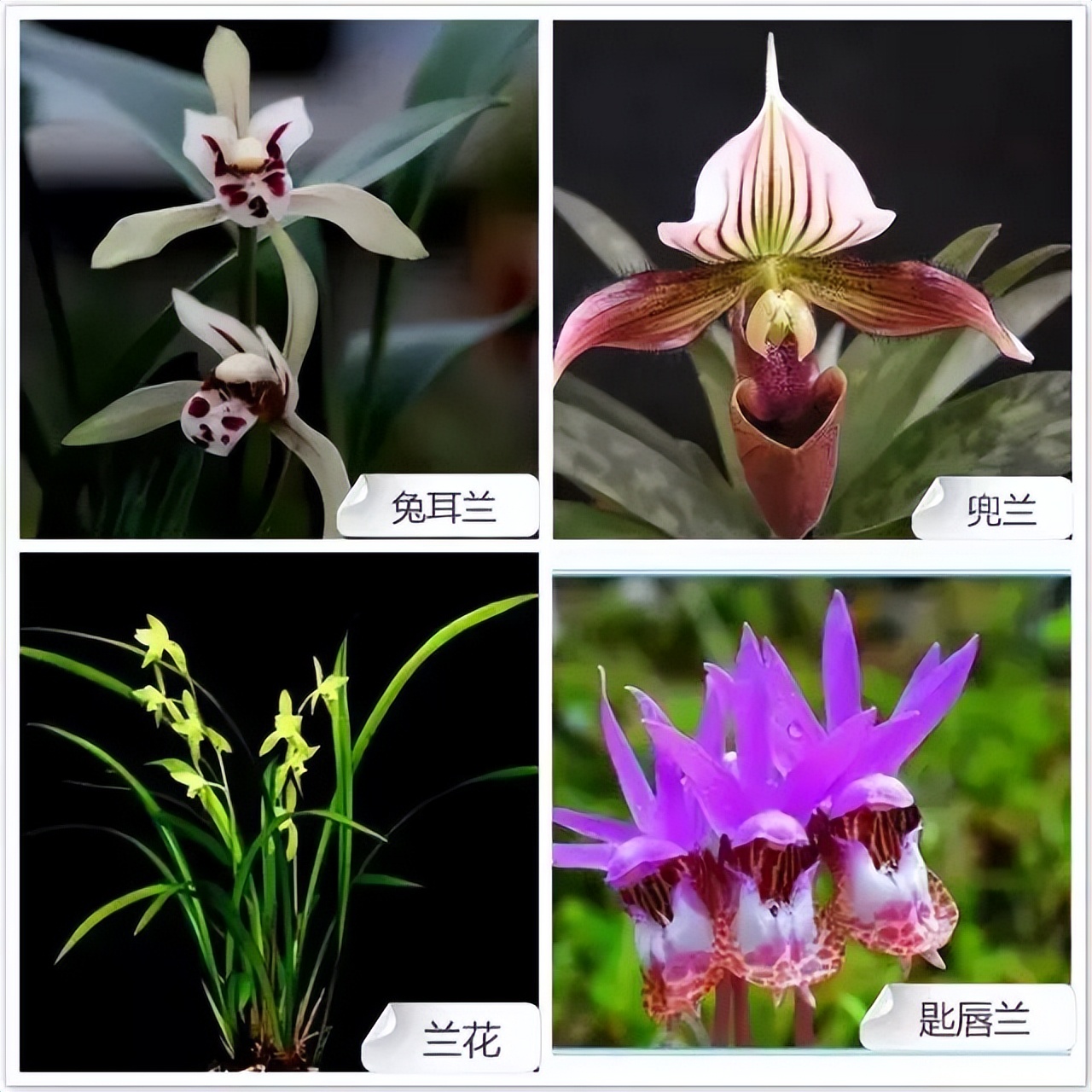 常见兰花品种图片名称及介绍大全,各种兰花品种名称及图片大全