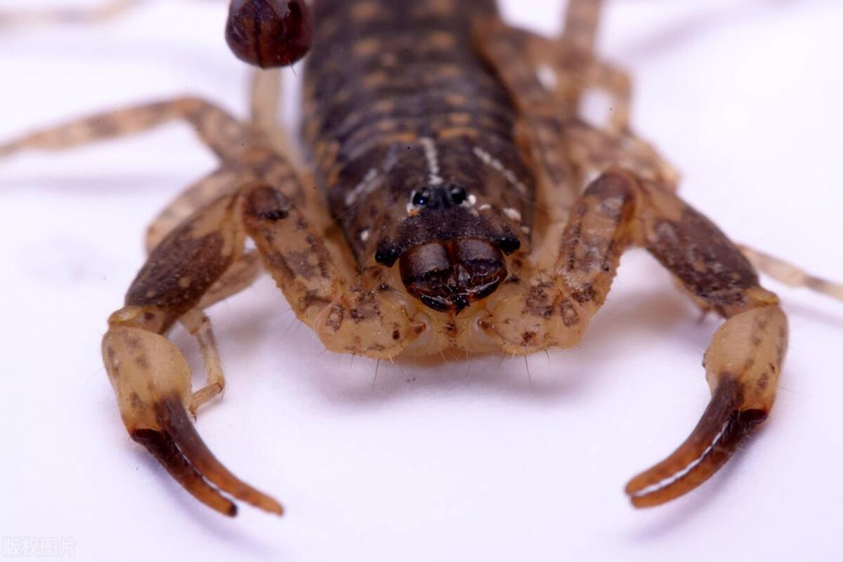 家里防蝎子的最佳方法,家里发现蝎子怎么防治