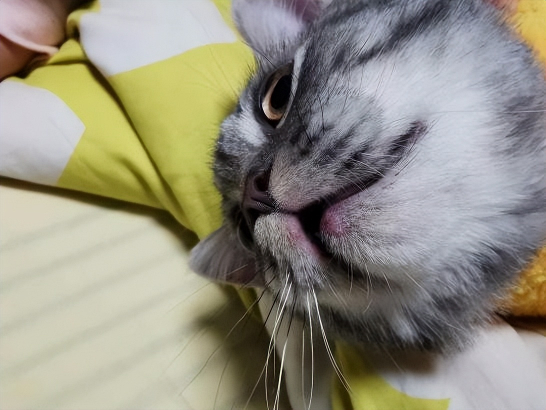 对猫咪过敏的症状怎么消除,如何看是不是对猫咪过敏