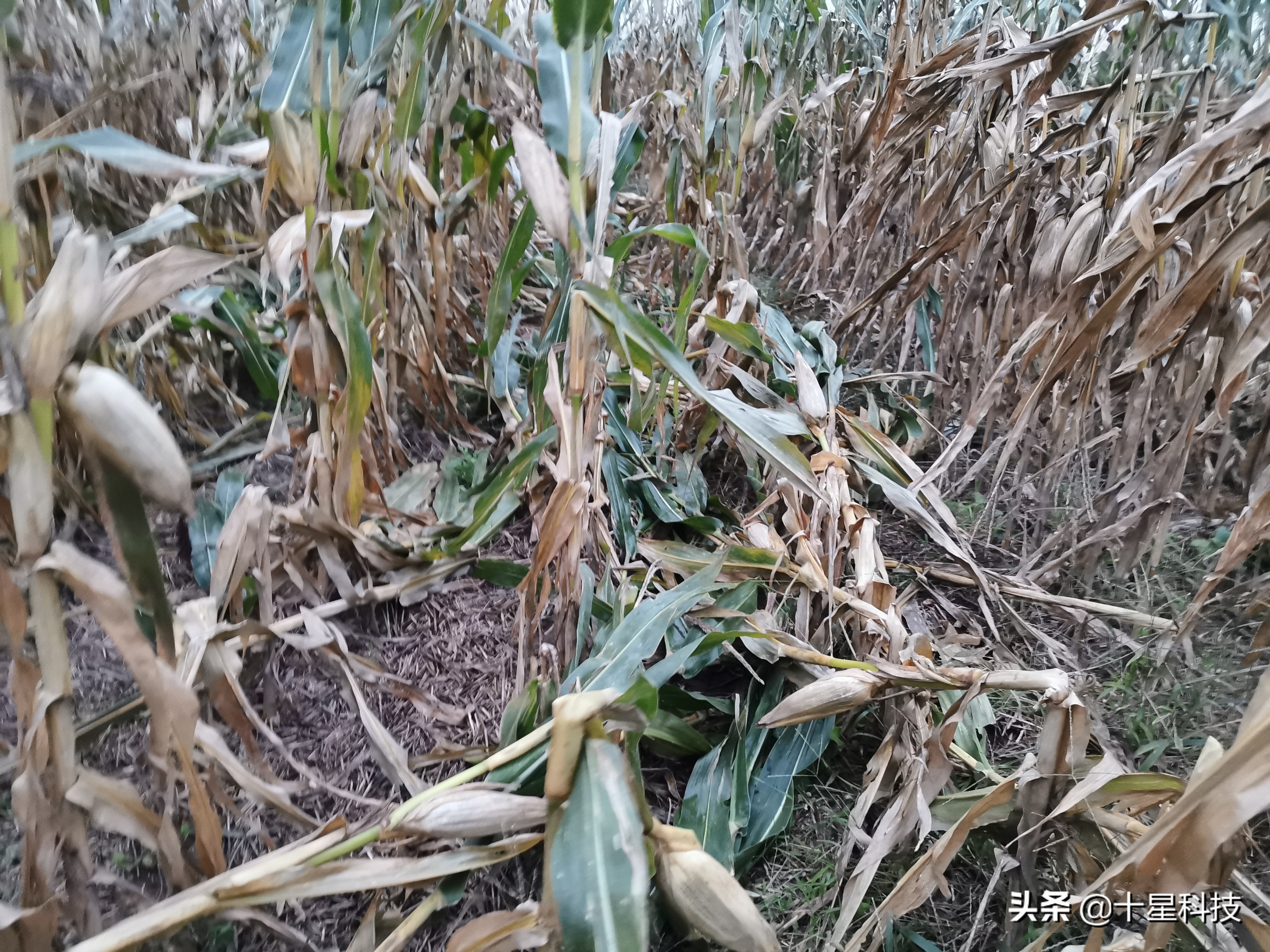 玉米混播高产吗,玉米混播有哪些品种