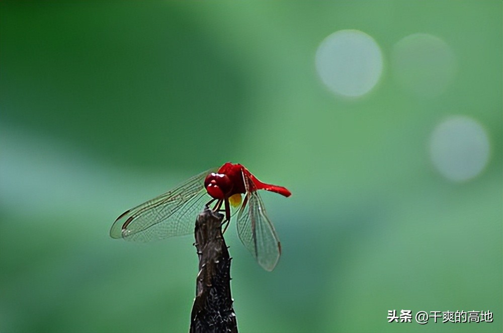 散文|凸凹:红蜻蜓
