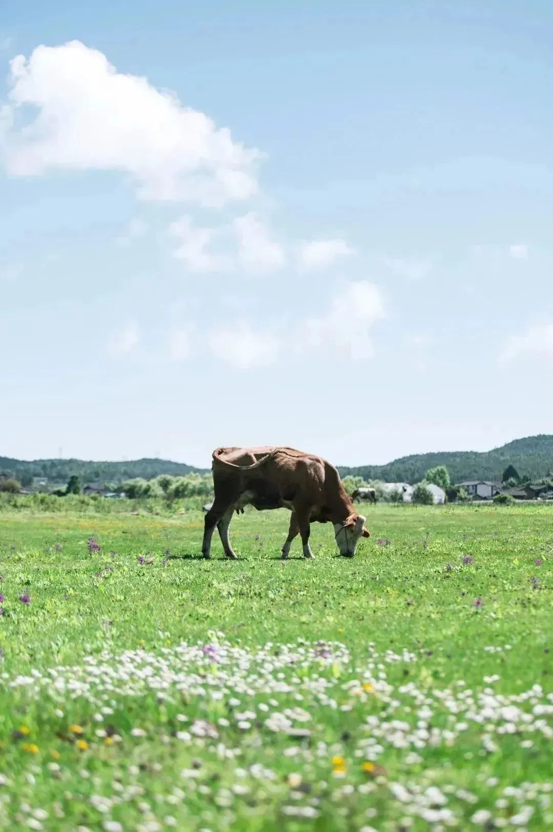 丽江旅行结束出发香格里拉,丽江自驾露营免费景点推荐