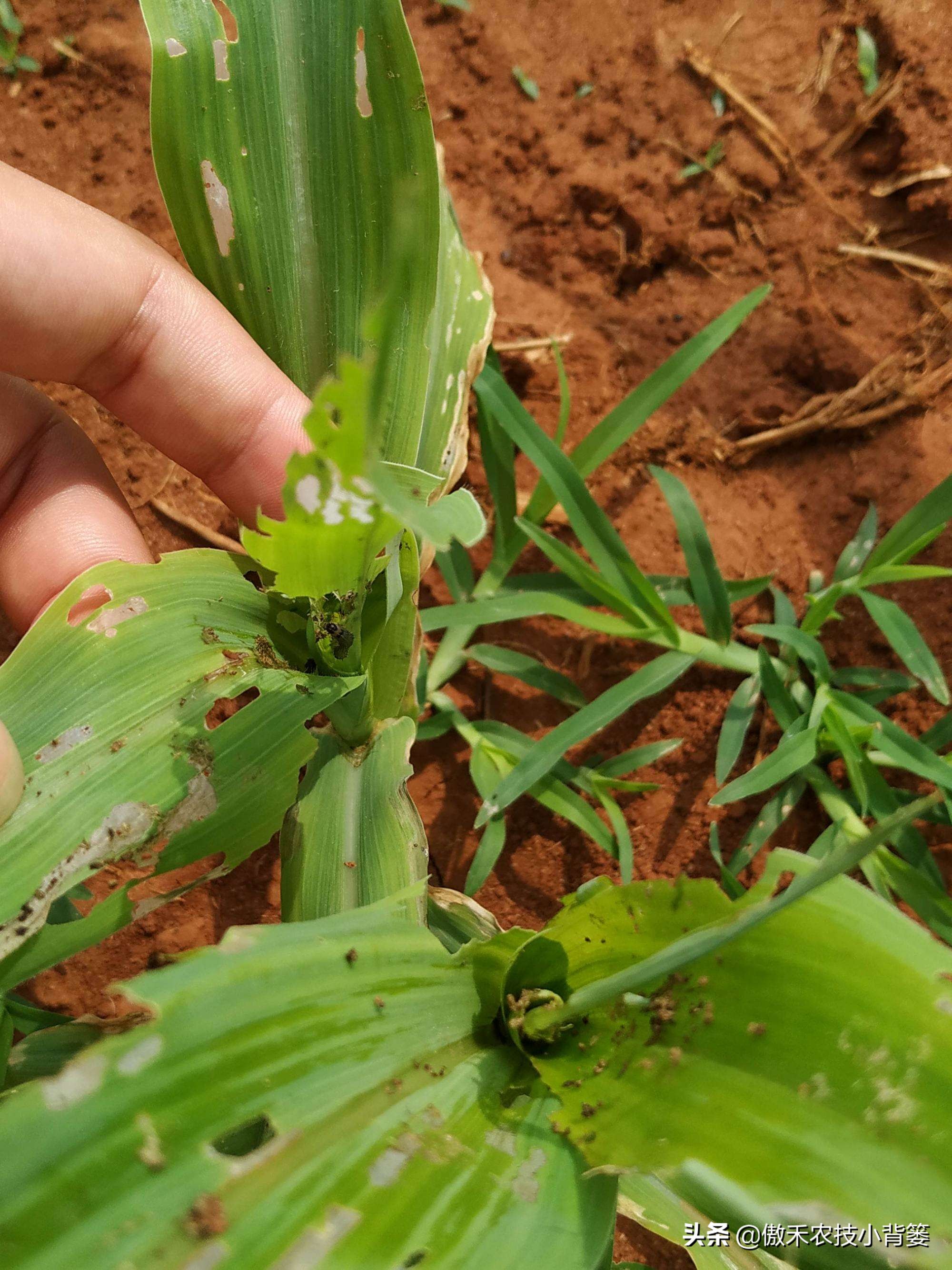 玉米螟虫药什么时候打,防玉米螟什么时间打药合适